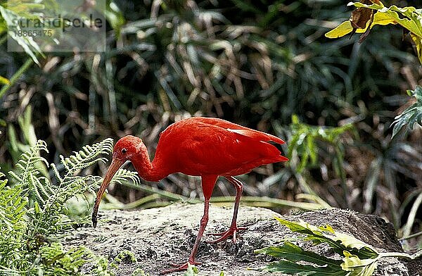 Scharlachsichler (eudocimus ruber)  ERWACHSENE