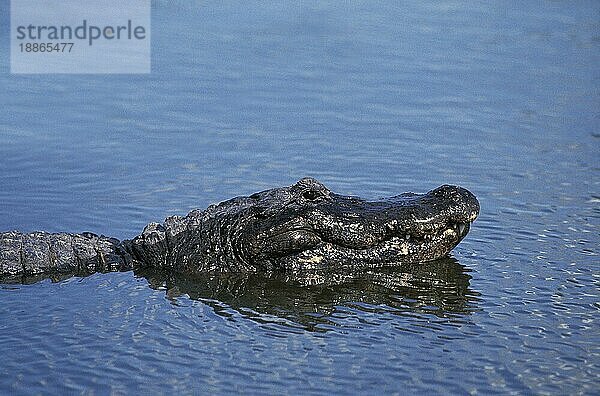 Amerikanischer Alligator  alligator mississipiensis  Kopf eines Erwachsenen an der Oberfläche stehend