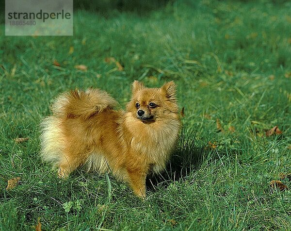 DEUTSCHER ZWERGSPITZ  ERWACHSEN  STEHEND AUF GRAS