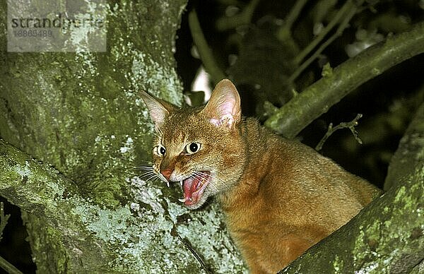 Rote Abessinier Hauskatze  Erwachsener stehend auf Baum  miauend