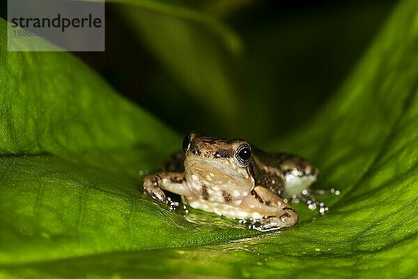 GIFT-SCHWARZFROSCH colostethus infraguttatus  ERWACHSENER AM BLATT  ECUADOR