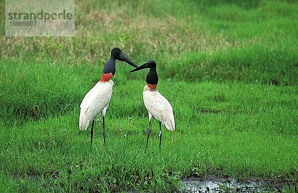 JABIRU (jabiru mycteria) STORK  ERWACHSENE  PANTANAL IN BRAZIL