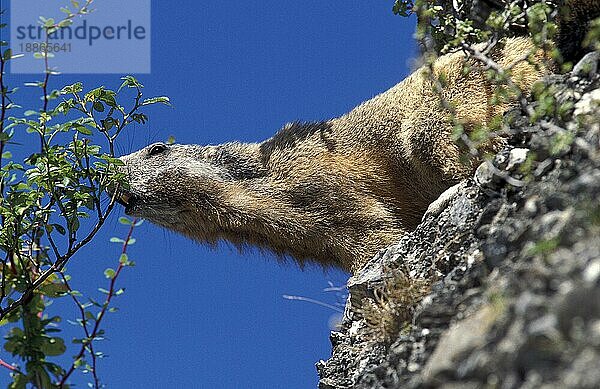 Alpenmurmeltier (marmota marmota)  Erwachsene fressen  auf Felsen