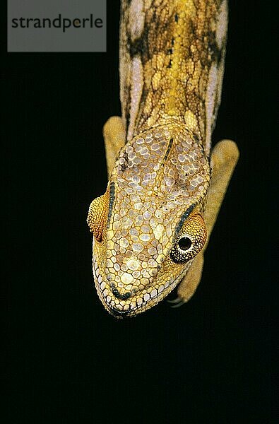 Oustalet's Chameleon  chamaeleo oustaleti  Erwachsener vor schwarzem Hintergrund