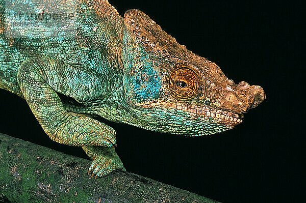 PARSON'S CHAMELEON chamaeleo parsonii  Porträt eines Erwachsenen vor schwarzem Hintergrund