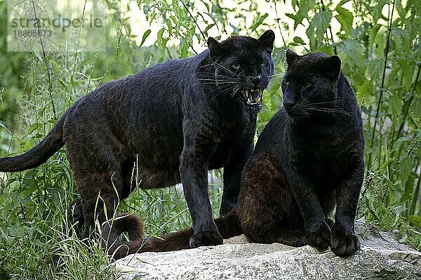 Schwarzer Panther (panthera pardus)  Erwachsene auf Felsen