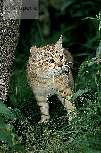 AFRIKANISCHE WILDKATZE (felis silvestris lybica)  ERWACHSENER AUF GRAS STEHEND