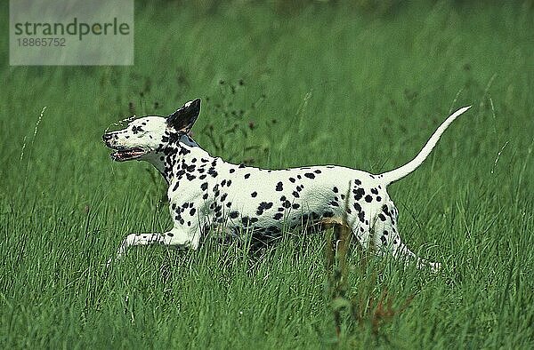 DALMATINISCHER HUND  ERWACHSEN  LÄUFT DURCH LANGES GRAS