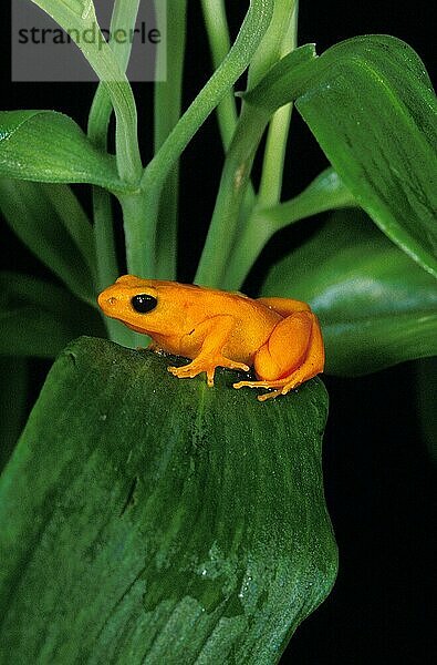 Goldener Mantelfrosch (mantella aurantiaca)  Erwachsener auf Ast