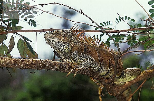 Grüner Leguan (IGUANA iguana) Leguan  ERWACHSENER AM BRANCH