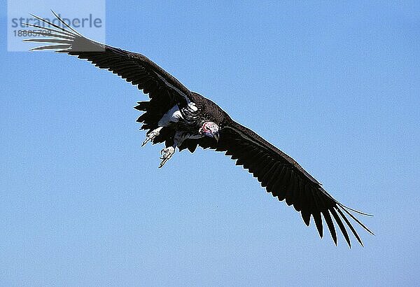 Lappengesichtsgeier (torgos tracheliotus)  Erwachsener im Flug  Masai Mara Park in Kenia