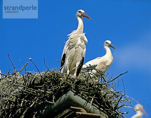 Weißstorch (ciconia ciconia)  Paar auf Nest  Alasce im Osten Frankreichs