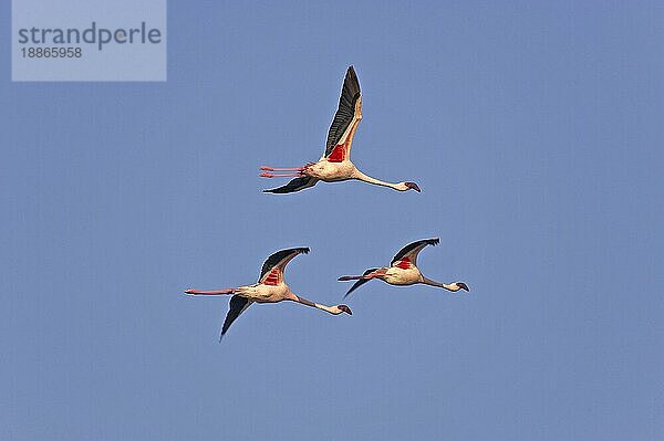 KLEINER FLAMINGO (phoenicopterus minor)  GRUPPE VON ERWACHSENEN IM FLUG  NAKURU-SEE IN KENIA