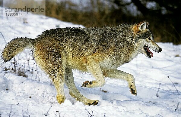 NORDAMERIKANISCHER Mackenzie-Wolf (canis lupus occidentalis)  ERWACHSENER AUF SCHNEE LAUFEND  KANADA