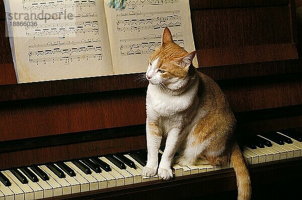 Rote und weiße Hauskatze  Erwachsener sitzend auf Klavier