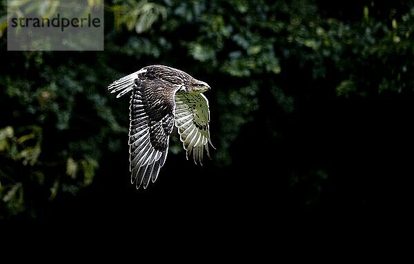 Königsbussard (buteo regalis)  ERWACHSENER IM FLUG