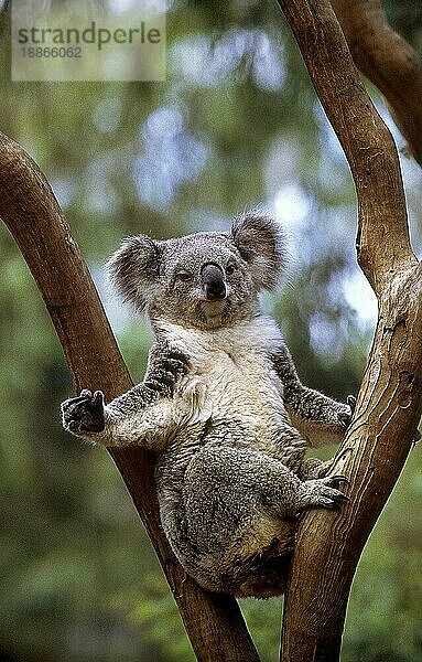 KOALA (phascolarctos cinereus)  ERWACHSENER AUF BRANCHE  AUSTRALIEN