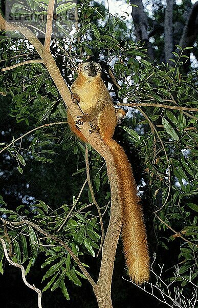 BRAUNER LEMUR (eulemur fulvus)  ERWACHSENER IM BAUM STEHEND  MADAGASKAR