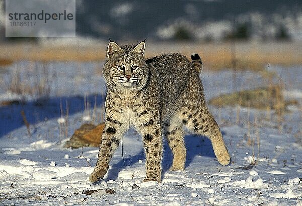 BOBCAT (lynx rufus)  ERWACHSENER IM SCHNEE STEHEND  KANADA