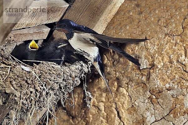 Rauchschwalbe (hirundo rustica)  Erwachsene füttern Küken am Nest  Normandie