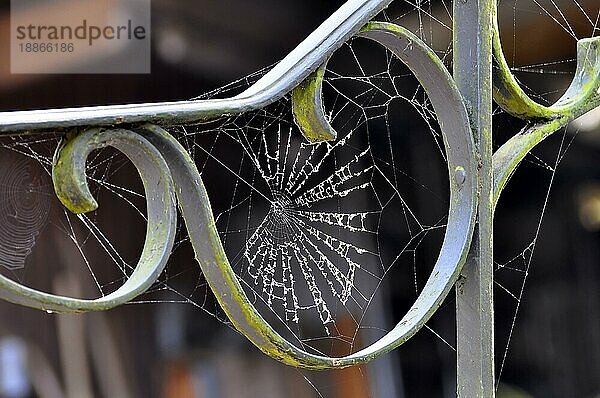 Spinnennetz am Geländer