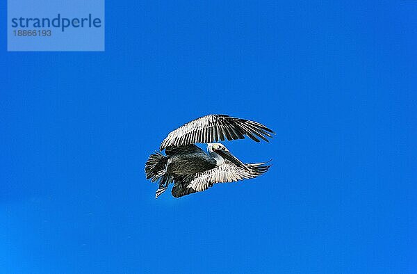 Brauner Pelikan (pelecanus occidentalis)  Erwachsener im Flug gegen blauen Himmel