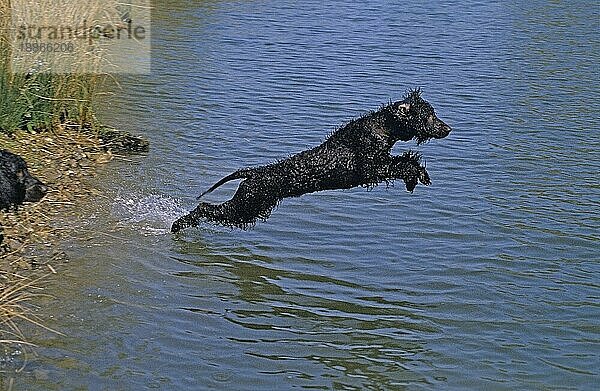 IRISCHER WASSERSPANIEL  ERWACHSEN  SPRINGT INS WASSER