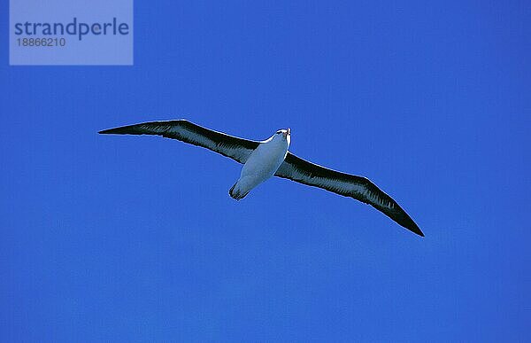 Schwarzbrauenalbatros  diomedea melanophris  Erwachsener im Flug  Drake Passage in der Antarktis