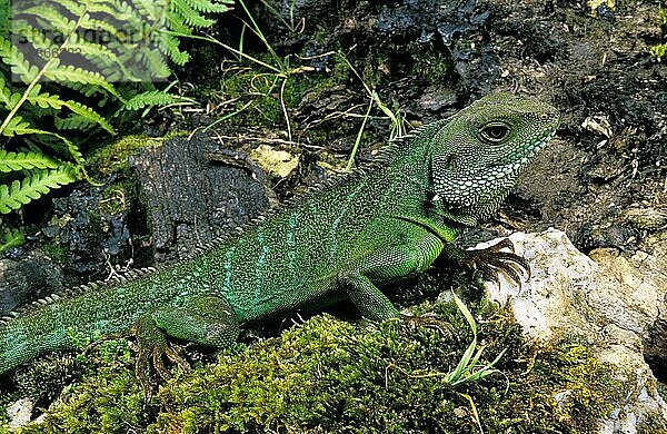 Chinesischer Wasserdrache (physignathus cocincinus)  Erwachsener auf Fels