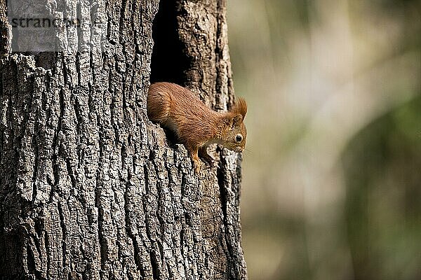 Rotes Eichhörnchen (sciurus vulgaris)  Erwachsener am Nesteingang  Normandie