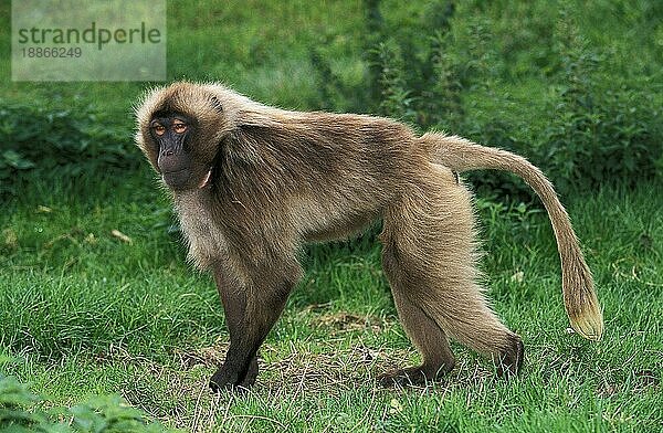 Gelada-Pavian (theropithecus gelada)  Erwachsener auf Gras