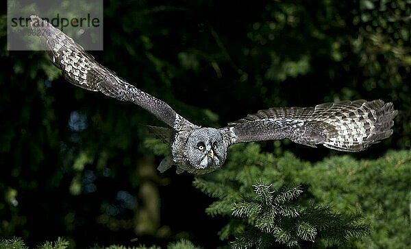 Bartkauz (strix nebulosa)  ERWACHSENER IM FLUG