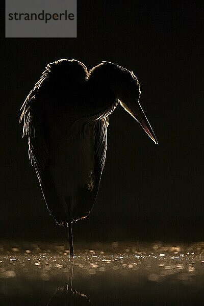 Graureiher (Ardea cinerea) Streiflicht  Backlight  in Sonnenuntergang jagend  auf der Lauer  Silhouette  Spiegelung  Kiskunsag Nationalpark  Ungarn  Europa