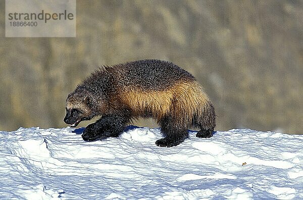 NORDAMERIKANISCHER WOLVEREIN (gulo gulo) luscus  ERWACHSENER AUF SCHNEE STEHend  KANADA