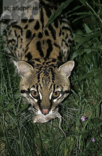 Ozelot (leopardus pardalis)  erwachsene Fangratte