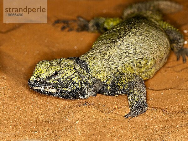 Stachelschwanzechse (Uromastyx acanthinurus)  Erwachsener auf Sand