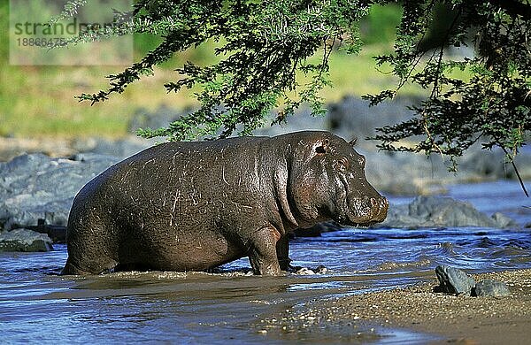 Flusspferd (Hippopotamus amphibius)  Erwachsener im Mara Fluss  Masai Mara Park in Kenia