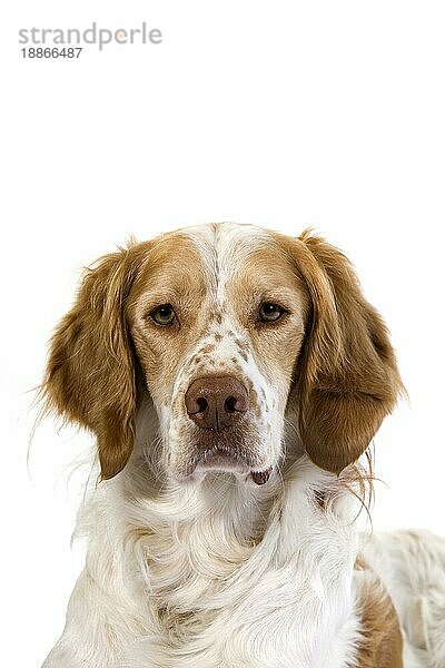 Französisch Spaniel (Zimt Farbe)  Porträt von Männchen gegen weißen Hintergrund