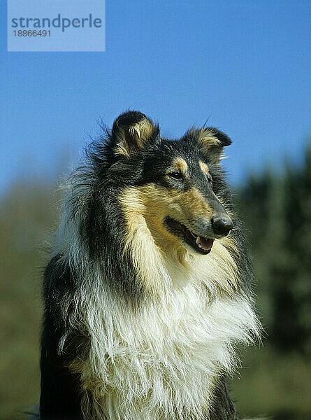 Porträt eines Collie-Hundes