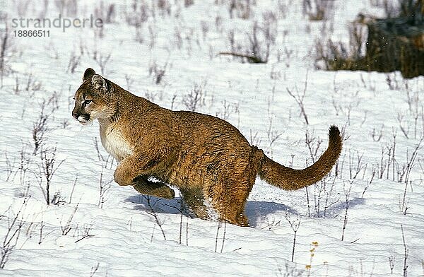 Puma (puma concolor)  ERWACHSENER LÄUFT AUF SCHNEE  MONTANA