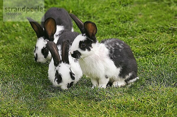 Französisch Kaninchen genannt Geant Papillon Francais  Erwachsene auf Gras