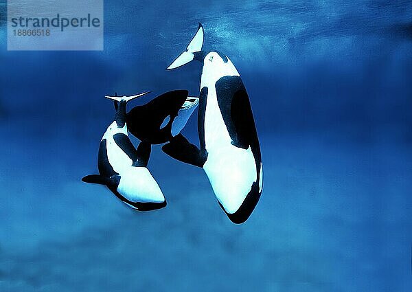 Killerwal (orcinus orca)  Gruppe von Erwachsenen