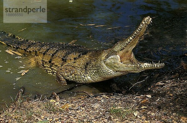 Australisches Fresstierkrokodil  crocodylus johnstoni  Erwachsener mit offenem Maul  Verteidigungshaltung  Australien  Ozeanien