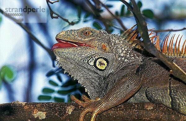 Grüner Leguan (iguana iguana)  Erwachsener auf Ast  Los Lianos in Venezuela