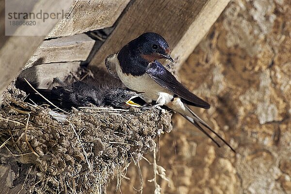 SCHWEINSCHWALBE (hirundo rustica)  ERWACHSENER MIT KÜCKE IM NEST  NORMANDY