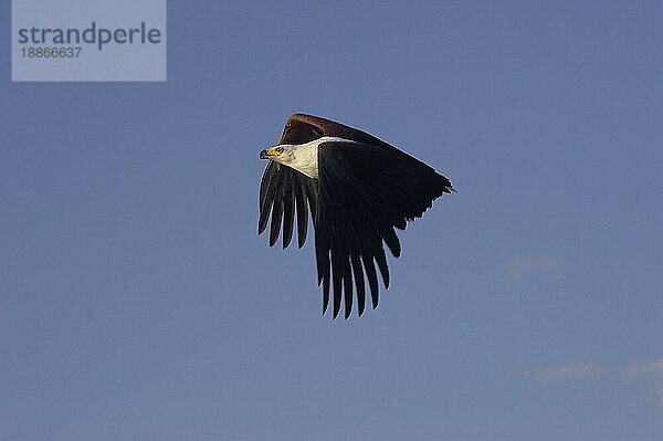 AFRIKANISCHER FISCHAISER (haliaeetus vocifer)  ERWACHSENER IM FLUG  BARINGO-SEE IN KENIA