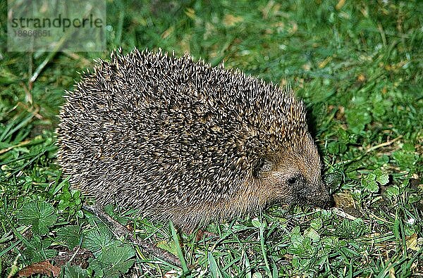 Braunbrustigel (erinaceus europaeus)  ERWACHSENER AUF GRAS STEHEND