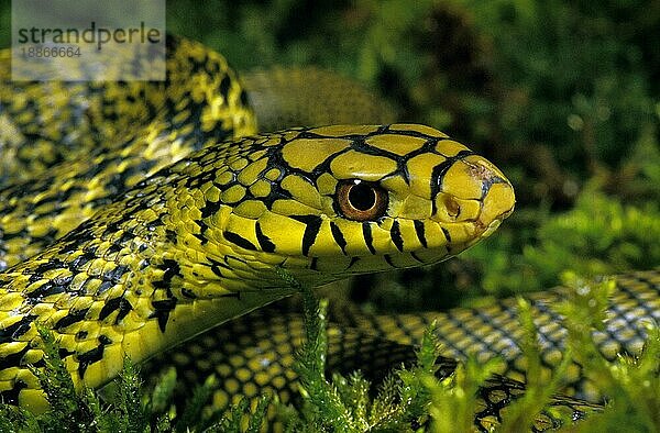 CHINESISCHE KÖNIGSRATSNAKE elaphe carinata  PORTRAIT EINES ERWACHSENEN