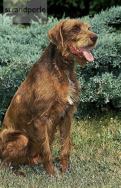 Pudel Pointer Hund  Erwachsener sitzend auf Gras