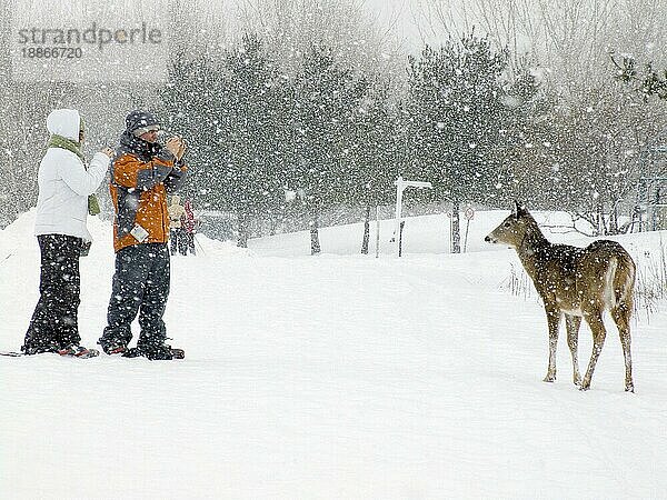 Menschen fotografieren Weißwedelhirsch (Odocoileus virginianus)  Boucherville Islands Park  Quebec  Schneetreiben  Kanada  Nordamerika